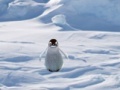 Game Cannibal Penguin