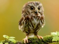 Game Animal Hidden Stars
