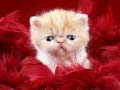 Game Funny Kitty