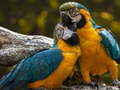 Game Parrot Jigsaw